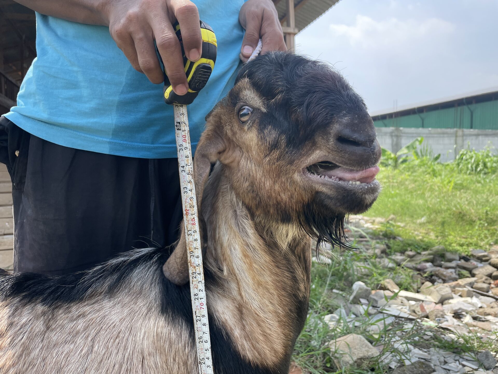 Jawarandu Jerabang 9